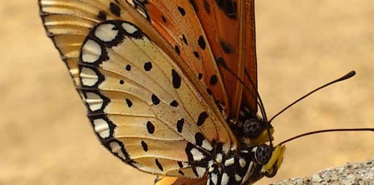 Butterfly Love