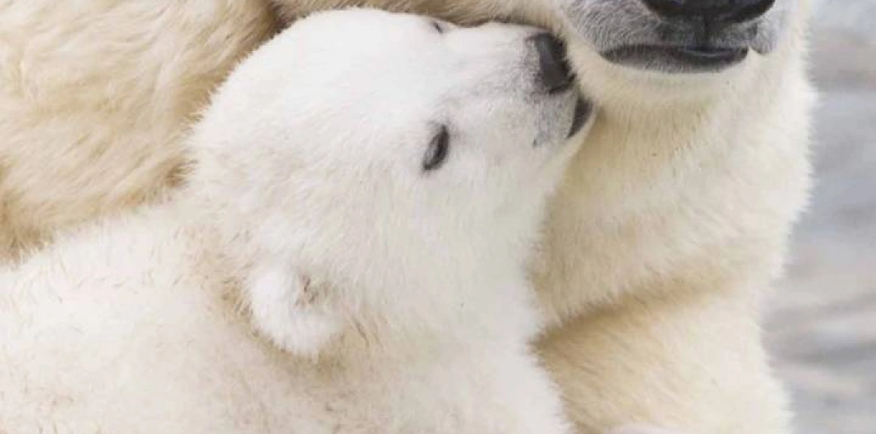 Polar Bears Hd