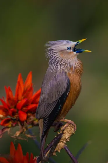 Angry Bird