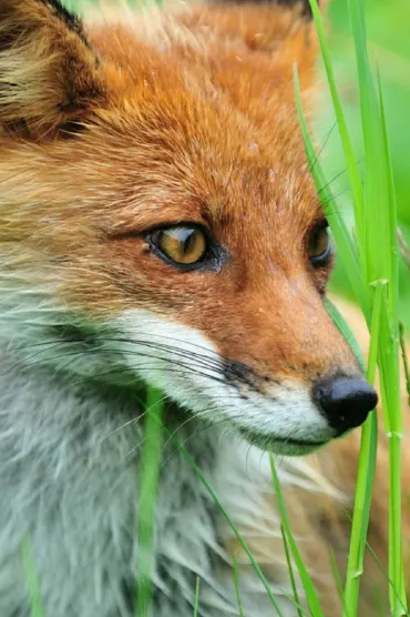 Animal 8k