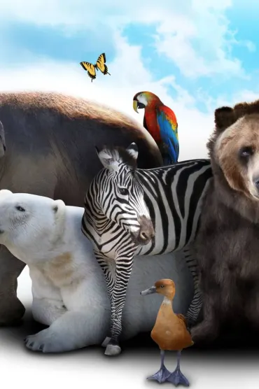 Animals B