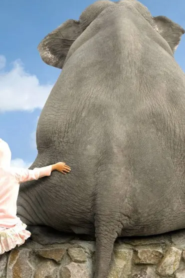 Animals Friends