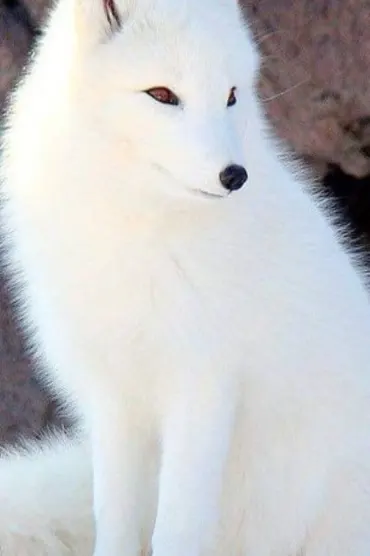 ANIMALS Images