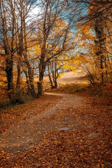 Autumn Bg 32