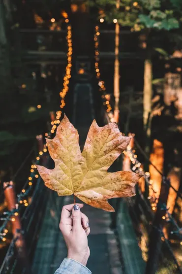 Autumn Vibes