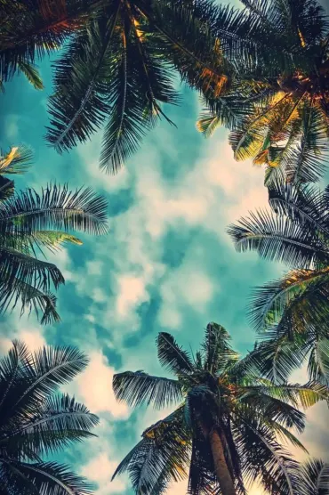 Bel Air Palms B