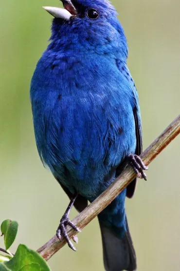 Bird A