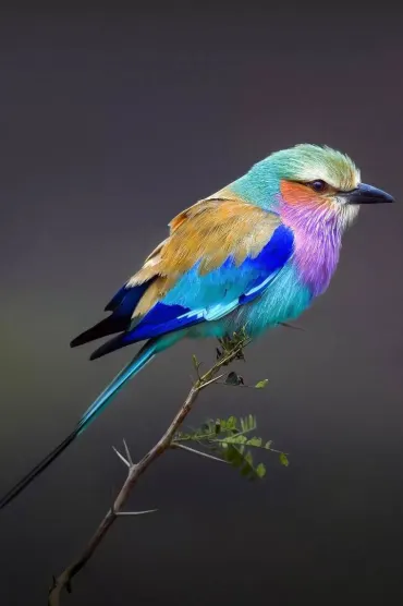 Bird A