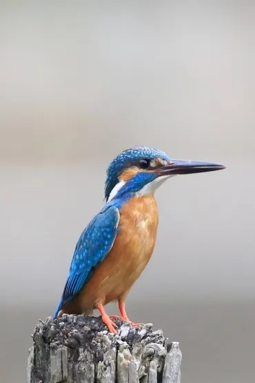 Bird C