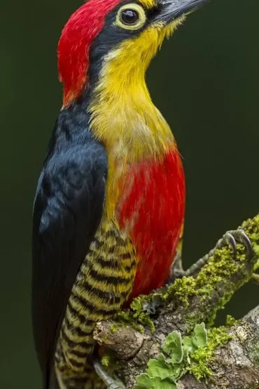 Bird E Aeedff