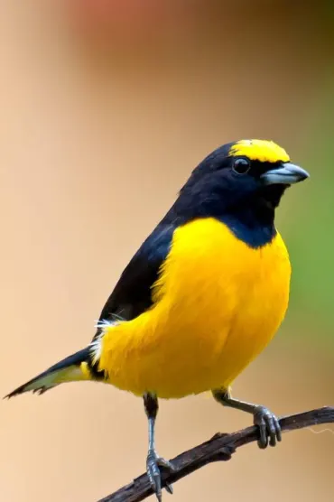 Bird E