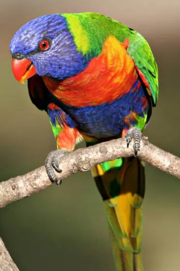 Bird Parrot Nature