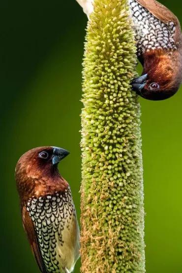 Birds 4k