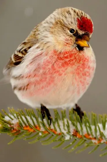 Birds Be