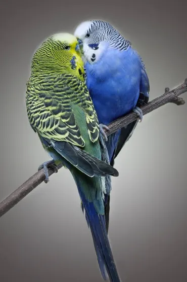 BIRDS Img