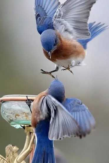 Birds Ultra