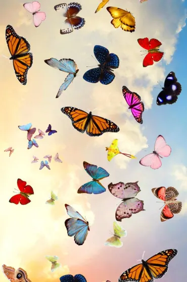 Butterfly 67