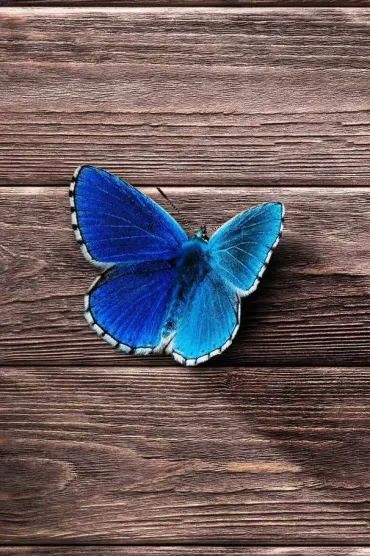 Butterfly C Hf