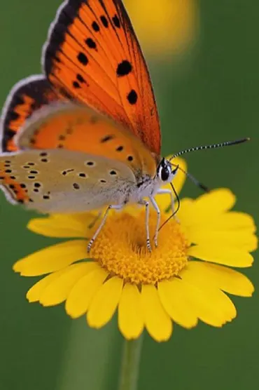 Butterfly E55