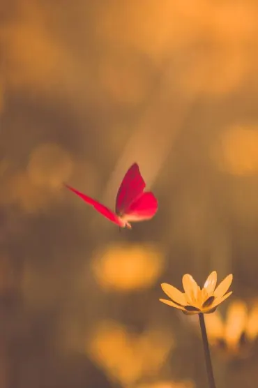 Butterfly Ee Dab