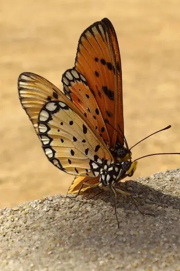 Butterfly Love