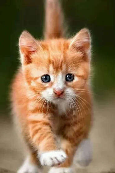 Cat B
