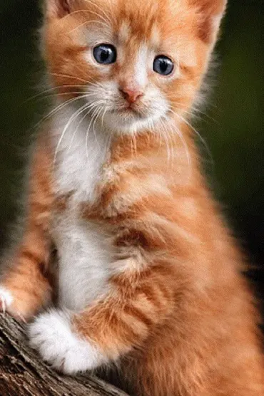 Cat E