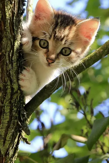 Cat Ff