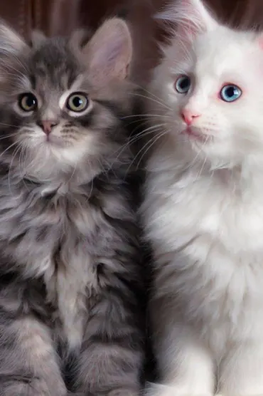 Cats E A