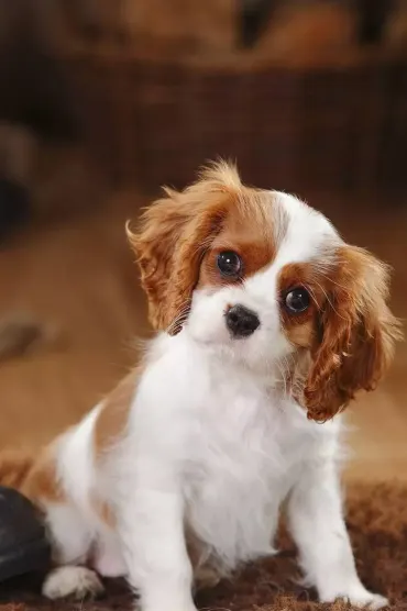 Cute Dog Bea