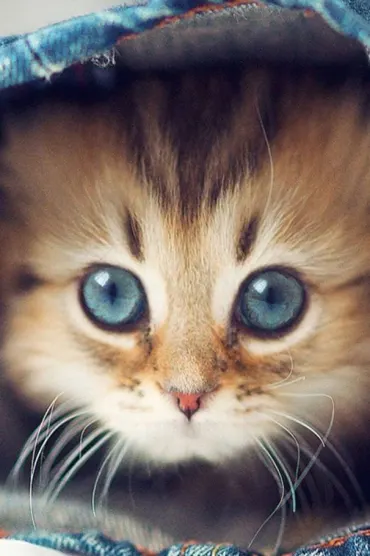 Cute Kitten C