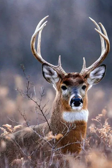 Deer B