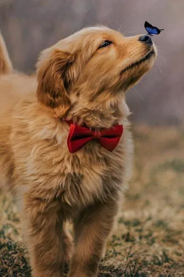 Doggy Bad