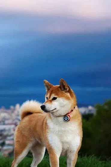 Doggy