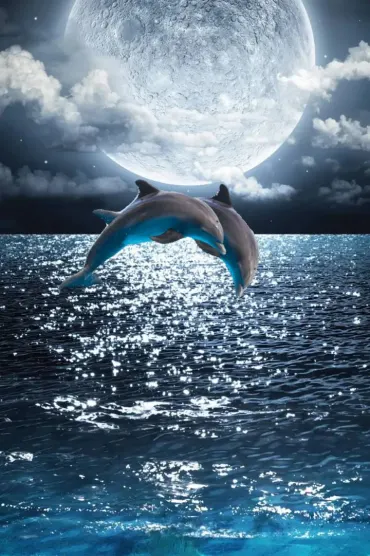 Dolphins Jumping