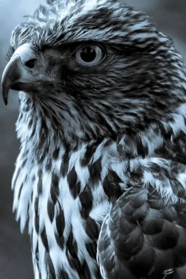 Eagle Bird Animal