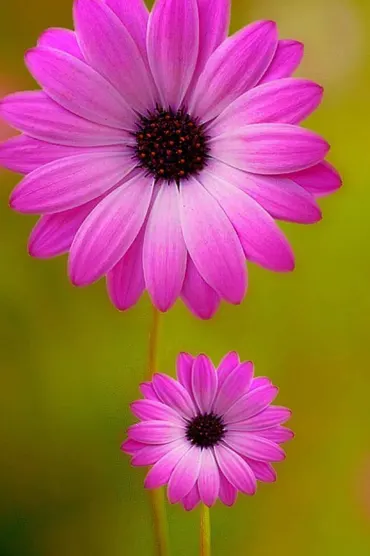 Flower HD