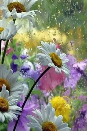 Flowers Cc HD