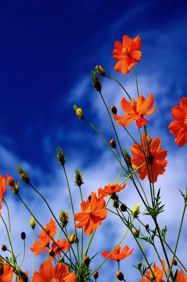 Flowers E F C