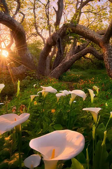 Flowers Heaven