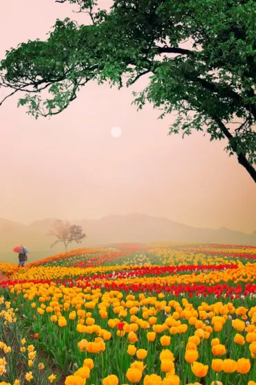 Flowers Is All