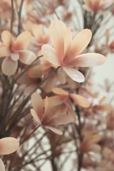 Flowers WALLPAP