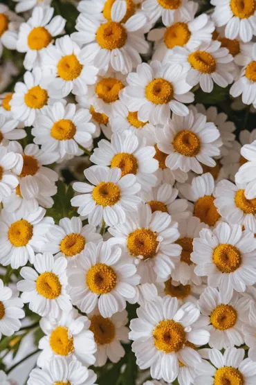 Flowers Wp White