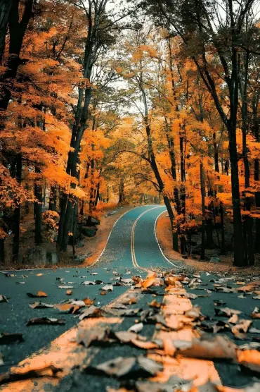 Forest Autimn