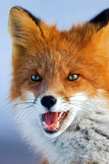 Fox Hd