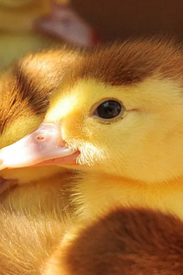 Funny Animals