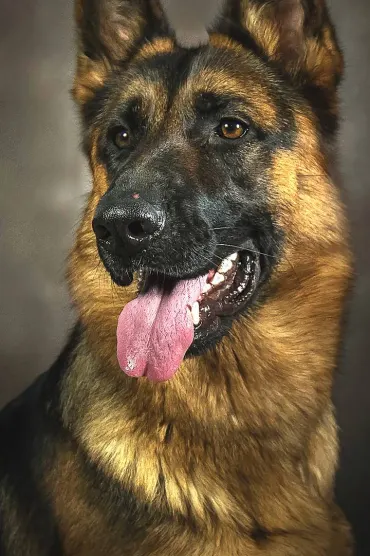 German Shepherd Dog