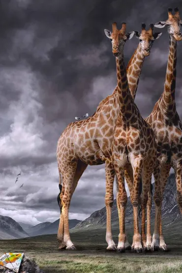 Giraffe Ad