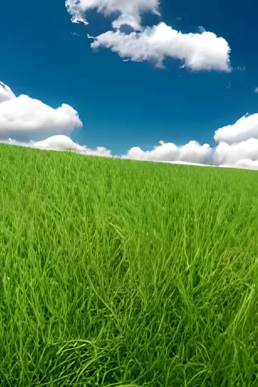 Green Bg