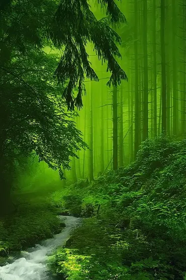 Green Forest C